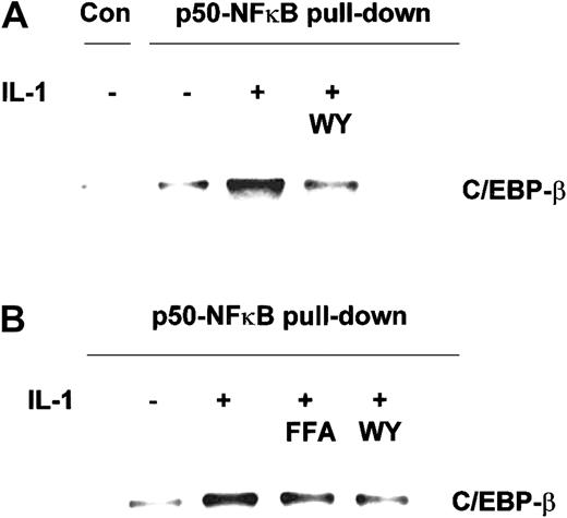 Fig. 4. Effect of PPAR-α activators on the IL-1–induced formation of C/EBP-β–p50-NFκB complexes. / Coimmunoprecipitation was performed on nuclear extracts prepared from HuH7 cells (A) and freshly isolated primary human hepatocytes (B), preincubated for 6 hours with Wy 14643 (WY), fenofibric acid (FFA), or vehicle, and subsequently stimulated with 10 ng/mL IL-1 (HuH7 cells) or 25 ng/mL IL-1 (primary hepatocytes) for 17 hours. PPAR-α activators were used at a final concentration of 50 μM and 250 μM in HuH7 cells and primary hepatocytes, respectively. Anti–p50-NFκB or anti–MMP-8 control antibody (Con) were used for immunoprecipitation. C/EBP-β bound to precipitated p50-NFκB was detected by Western blot analysis.
