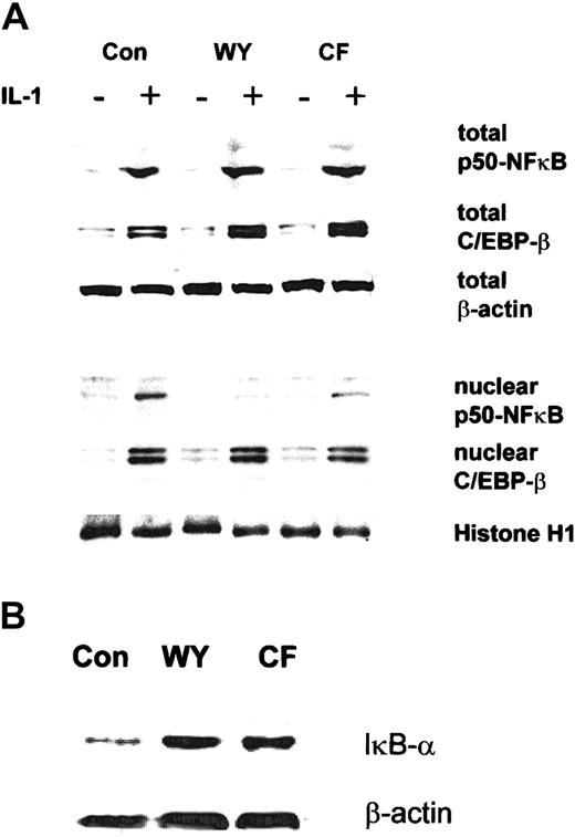 Fig. 5. Effect of PPAR-α activators on the expression of C/EBP-β, p50-NFκB, and IκB-α in HuH7 cells. / (A) HuH7 cells were preincubated with Wy 14643 (WY; 50 μM), ciprofibrate (CF; 125 μM), or DMSO (Con) for 5 hours and subsequently were stimulated with 10 ng/mL IL-1 for 17 hours. Total cellular (upper panel) and nuclear (lower panel) extracts were analyzed for p50-NFκB and C/EBP-β expression. (B) HuH7 cells were incubated with PPAR-α activators for 24 hours, and total cellular extracts were analyzed for IκB-α by Western blotting. Equal loading was ensured by demonstration of uniform β-actin and histone H1 expression for total and nuclear extracts, respectively.
