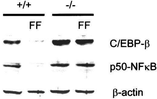 Fig. 6. Down-regulation of basal p50-NFκB and C/EBP-β expression on activation of PPAR-α in vivo. / Wild-type (+/+) and PPAR-α (−/−) mice were fed normal chow or 0.2% (w/w) fenofibrate (FF)–containing chow for 17 days, and total liver extracts were analyzed for p50-NFκB and C/EBP-β by Western blotting. Levels of β-actin are shown for confirmation of equal loading.