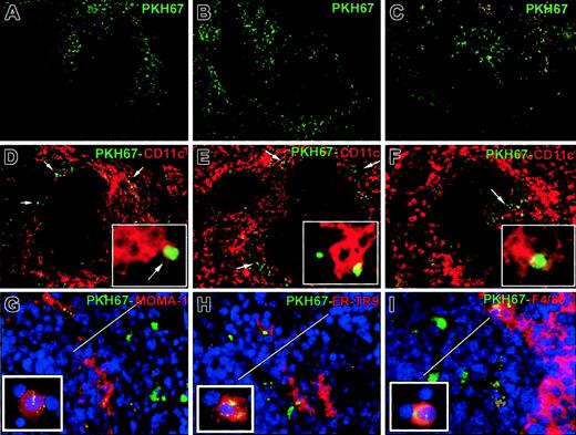 Fig. 2. Entrapment of circulating apoptotic cells by MZ DCs. / Uptake of apoptotic cells by DCs was studied by 2-photon confocal microscopy on spleen blocks (A-C) and by immunofluorescence on spleen sections (D-F), 6 hours (A,D), 24 hours (B,E), and 48 hours (C,F) after intravenous injection of PKH67-labeled (green) BALB/c apoptotic splenocytes in B10 mice. Early entrapment of apoptotic cells (green) by MZ DCs (CD11c+ in red) at the periphery of splenic follicles 6 hours (A,D) and 24 hours (B,E) after intravenous injection is evident. Staining with Cy3–anti-CD11c shows DCs with internalized apoptotic cell fragments (DCs in red, apoptotic cell fragments in green, panels D-F and insets). After 48 hours, DCs with green apoptotic cells mobilized to the center of the follicle (C,F) close to the central arteriole of the T-cell area (arrow in panel F). MOMA-1+ metallophillic macrophages (G), ER-TR9+MZ macrophages (H), and F4/80+ macrophages of the red pulp also internalized apoptotic cells (in green; detail of cytospins in insets in panels G-I). Arrows in panels D to F show apoptotic cells in green. Bars in panels G to I indicate the approximate width of the MZ. Four animals were analyzed per time point. Yellow image denotes overlapping red and green images. Nuclei were counterstained with DAPI. Original magnification, × 200 for panels A to F; × 400 for panels G to I; all insets, × 1000.
