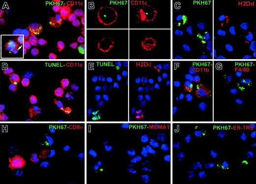 Fig. 3. Uptake of apoptotic cells by splenic DCs in vivo. / Internalization of apoptotic cells by splenic DCs was analyzed in cytospins of immunobead-sorted DCs 1 hour after injection of PKH67-(green) apoptotic (BALB/c) splenocytes in (B10) mice. (A) CD11c+ DCs with apoptotic cell fragments (green) and with DAPI+ intracytoplasmic inclusions, likely DNA from ingested apoptotic cells (in blue indicated by arrow in inset). (B) Serial sections analyzed by confocal microscopy confirmed the intracellular localization of PKH67+ fragments in splenic CD11c+ DCs. (C) The donor origin (BALB/c) of the intracytoplasmic inclusions in (B10) DCs was confirmed by H2Dd expression (in red) in PKH67+ (green) fragments. (D-E) FITC-TUNEL staining in combination with Cy3–anti-CD11c or Cy3–anti-H2Dd confirmed the presence of donor (BALB/c)-derived apoptotic cells within (B10) DCs. (F-J) One hour after intravenous injection of apoptotic cells, DCs that internalized apoptotic cells were CD11bhi, F4/80lo/−, CD8α−, MOMA-1−, or ER-TR9−. Images are representative of 5 animals analyzed. Nuclei were counterstained with DAPI. Original magnification for all panels, × 1000; inset A, × 1000.