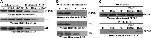 Fig. 2. DEX induces displacement of PI-PLC, Src, and GR from HSP90 but does not affect PI-PLC/Src association. / Cellular extracts from murine thymocytes, untreated or treated with DEX (10−7 M) for the indicated times (5 or 30 minutes), were immunoprecipitated (IP) with anti-HSP90 (A) or anti-Src antibodies (B). Western blot analyses were performed with the indicated antibodies. (C) Murine thymocytes were treated with PP1 (10 μM), U73122 (2.5 μM), and D609 (50 μg/mL) 30 minutes before DEX treatment (10−7 M, 5 minutes). Tyrosine-phosphorylated proteins were immunoprecipitated with agarose-conjugated 4G-10 antibodies, and PI-PLC abundance in the 4G-10 immunoprecipitates was assessed by Western blot with anti–PI-PLC monoclonal antibody (C, bottom). Whole lysates were run to control the PI-PLC levels (C, top).