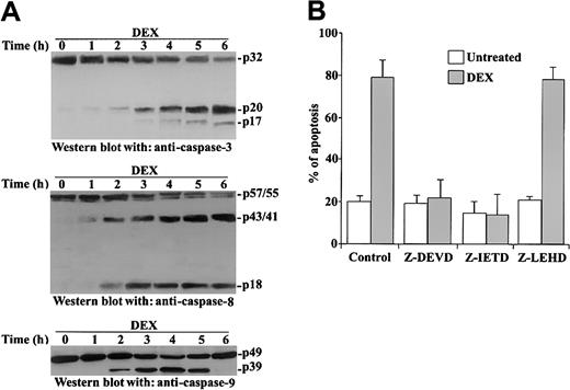 Fig. 3. DEX activates caspase-3, -8, and -9. / (A) Murine thymocytes were untreated or treated for the indicated times with DEX (10−7 M, 1-6 hours). Caspase activation was assayed by Western blot analysis with the appropriate antibodies. (B) Thymocytes were pretreated for 30 minutes with the indicated caspase inhibitor and were cultured in the presence or absence of DEX (10−7 M, 18 hours). Apoptosis was evaluated by PI staining. Mean values ± SE of 3 different experiments in duplicate are reported.