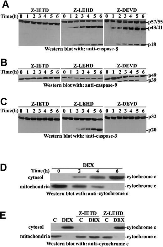 Fig. 4. DEX induces sequential activation of caspase-8, -9, and -3 and cytochrome. / c release from mitochondria. Murine thymocytes were pretreated for 30 minutes with the indicated caspase inhibitor and then were untreated or treated with DEX (10−7 M) for different times (1-6 hours). Cell lysates were analyzed by Western blot for caspase cleavage with anti–caspase-8 (A), anti–caspase-9 (B), or anti–caspase-3 (C) antibodies. Cell lysates from thymocytes untreated or treated with DEX (10−7 M) for different times (2-6 hours; D) or pretreated with the indicated caspase inhibitor (30 minutes) before DEX treatment (6 hours; E) were assayed for cytochromec release in Western blot using an anti–cytochromec monoclonal antibody.