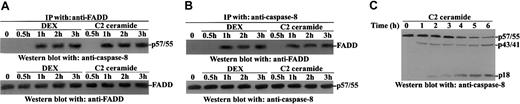 Fig. 5. DEX and C2 ceramide induce caspase-8–FADD association. / (A) Thymocytes, untreated or treated for the indicated times (0.5-3 hours) with DEX (10−7 M) or C2 ceramide (50 μM), were immunoprecipitated with anti-FADD monoclonal antibody and immunoprecipitates revealed with anti–caspase-8 and anti-FADD antibodies. (B) Thymocytes, untreated or treated for different times (0.5-3 hours) with DEX (10−7 M) or C2 ceramide (50 μM), were immunoprecipitated with anti–caspase-8 antibody and immunoprecipitates revealed with anti-FADD and anticaspse-8 antibodies. (C) Thymocytes, untreated or treated for different times (1-6 hours) with C2 ceramide (50 μM), were assayed for caspase-8 cleavage by Western blot with anti–caspase-8 antibody.