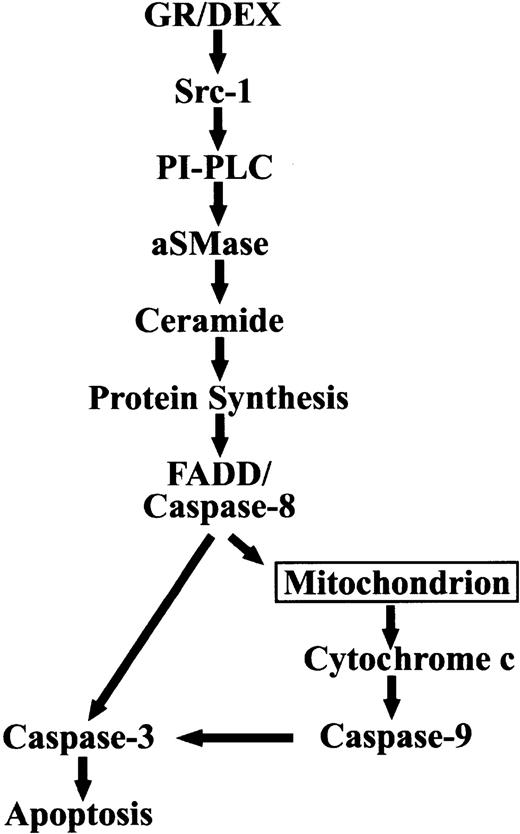 Fig. 8. Signaling events in DEX-induced thymocyte apoptosis.