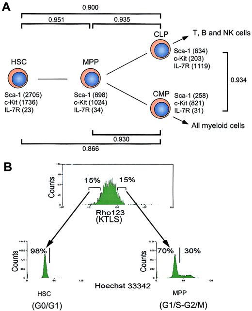 Fig. 1. Hierarchical distribution and cell cycle status of hematopoietic stem and progenitor cells. / (A) Schematic illustration of hematopoietic development. The expression levels of cell surface markers (such as Sca-1, c-Kit, and IL-7R) revealed by microarray analysis are indicated. CD34 and FcγRII/III are not included in the chips. γ represents Pearson correlation coefficient, which reflects the developmental distance between 2 populations of cells. (B) Analysis of cell cycle status of hematopoietic stem and progenitor cells. HSCs (Rhlo KLTS) and MPPs (Rhhi KLTS) were stained with Hoechst 33342, and the cell cycle statuses were represented by DNA contents.