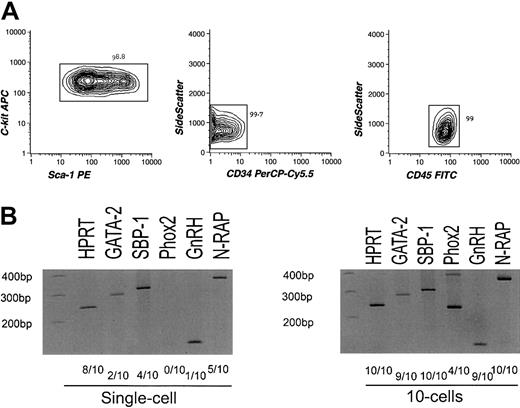 Fig. 3. Analysis of sorted CD45+long-term HSCs. / (A) Results of reanalysis of purified CD45+ HSCs. Lin−Sca-1+c-Kit+CD34−CD45+cells were double sorted and reanalyzed. The purity of the CD45+ HSCs reached up to 99% as indicated. (B) Results of RT-PCR assays of nonhematopoiesis-affiliated genes (SBP-1, GnRH, N-RAP, and Phox2) and GATA-2targeting limited numbers of CD45+ HSCs. Hypoxanthine guanine phosphoribosyl transferase (HPRT) was used as a positive control.