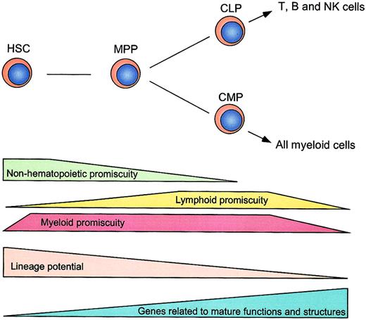 Fig. 5. A schematic illustration of distribution of hematopoietic and nonhematopoietic lineage promiscuity. / Stepwise decreases of lineage potentials and lineage promiscuity during early hematopoiesis are shown. Lineage promiscuity is distributed in a hierarchical and asymmetrical fashion.