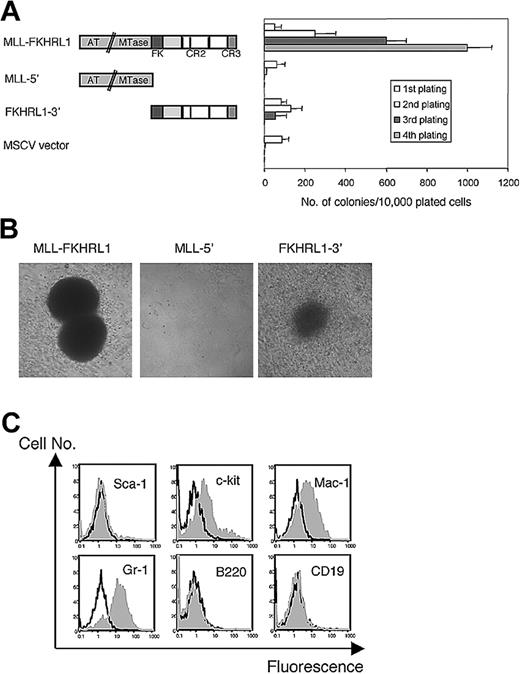 Fig. 1. Forced expression of MLL-FKHRL1 immortalizes murine myeloid progenitors. / (A) Schematic diagram of MLL-FKHRL1 and the retroviral constructs used in transduction/transplantation assays (left). Conserved motifs in MLL-FKHRL1 include the DNA methyltransferase homology region (MTase), AT hook DBD (AT hook), forkhead DBD (FK), conserved region 2 (CR2), which contains 3 α helices shown as thin vertical bars, and conserved region 3 (CR3). Bar graph (right) shows numbers of colonies obtained after each round of plating in methylcellulose (average of 3 independent assays). (B) Typical morphology of colonies generated at third plating of bone marrow cells transduced with retroviruses expressing the indicated constructs (original magnification, × 100). (C) Phenotypic analysis of cells immortalized by MLL-FKHRL1. Gray histograms represent FACS staining obtained with antibodies specific for the indicated cell surface antigens. Black lines represent staining obtained with isotype control antibodies.