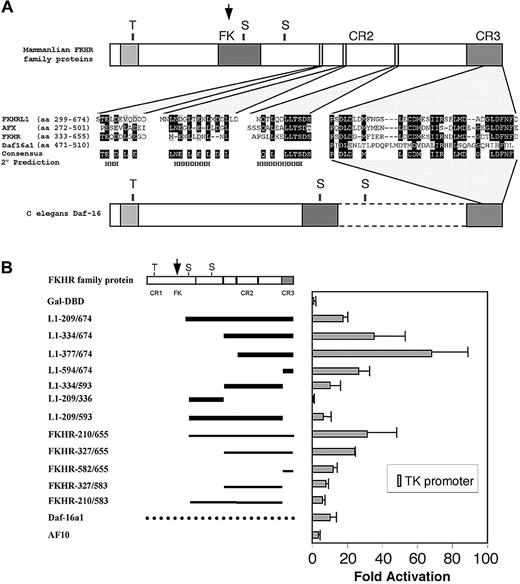 Fig. 3. Structural and functional conservation of transcriptional domains in mammalian FKHR family proteins. / (A) Schematic diagram showing the conserved domains and sequence alignments of mammalian FKHR family proteins and their C elegans ortholog Daf-16. CR3 is highly acidic and conserved in all mammalian and nematode orthologs. CR2 consists of 3 conserved helical structures, which are absent in Daf-16. Dark and light shadings represent identical residues and conserved residues, respectively. S and T represent the conserved serine and threonine phosphorylation residues, respectively. H indicates the minimal predicted α helical secondary structures conserved in all mammalian homologs. (B) Transient transfection assays. Schematic diagram (left) illustrates the conserved general structure of mammalian FKHR family proteins. Arrow indicates the site of fusion with MLL. Solid horizontal black lines indicate portions of FKHR or FKHRL1 fused to the Gal4-DBD for transactivation assays. Broken horizontal line indicates the full-length Daf-16a1 fusion with Gal4-DBD. Gal4-AF10 encodes the AF10 sequence (amino acids 682-1085) present in MLL-AF10. Normalized luciferase values are shown (right) for the average of 3 experiments using a reporter gene under control of the HSV-TK promoter. Similar results were obtained on reporter constructs containing the adenoviral E1b or myelomonocytic growth factor receptor promoters (not shown). Comparable expression levels of the Gal4 constructs were confirmed by Western blot analysis (data not shown).