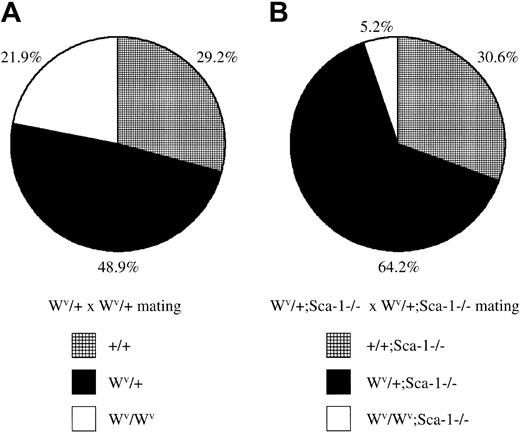 Fig. 4. Embryonic lethality in. / Sca-1−/−;Wv/Wvcompound homozygotes. (A) The ratio of wild-type,Wv/+, andWv/Wv pups fromWv/+ heterozygous intercrosses. A total of 178 pups were genotyped from 4 breeding pairs. HomozygousWv/Wv pups were born at a slightly lower-than-expected, but not statistically significant, Mendelian ratio for a nonlethal mutation (P > .1). (B) The ratio of Sca-1−/−, Wv/+;Sca-1−/−, andWv/Wv;Sca-1−/−pups from Wv/+;Sca-1−/−heterozygous intercrosses. A total of 288 pups were genotyped from 9 breeding pairs. Compound homozygousWv/Wv;Sca-1−/−pups were observed at an 84% reduction compared withWv/Wv pups fromWv/+ heterozygous intercrosses, demonstrating that mostSca-1−/−;Wv/Wvcompound homozygotes die in utero (P < .0001).