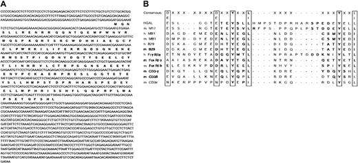 Fig. 2. Analysis of HGAL sequence. / (A) Nucleotide sequence of HGAL cDNA and putative amino acid sequence of HGAL protein. (B) Comparison of ITAM motif in HGAL protein to the ITAM motifs of M17 and representative receptor proteins.