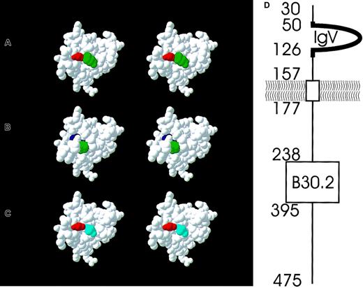 Fig. 4. Stereo view of a 3D model of the ERMAP immunoglobulin domain and a schematic representation of the protein topology. / The 2 amino acid positions that are involved in the Sc1/Sc2 and Rd polymorphism are colored. In the wild-type ERMAP expressing Sc1 but lacking Rd antigens, there is a Gly (red) at position 57 and a Pro (green) at position 60 (A). The Sc2 antigen is caused by an Arg (blue) at position 57 (B), the Rd antigen by an Ala (light blue) at position 60 (C). The topology of the ERMAP protein as predicted by Su et al23 is shown (D). The mature protein starts at amino acid position 30. The aminotermial protein segment up to amino acid 157 is located extracellularly. The immunoglobulin V domain (amino acids 50-126) and a few adjacent amino acids (heavy line, amino acids 46-131) is modeled as shown in panels A to C. Almost two thirds of the protein (amino acids 177-475) are predicted to be located intracellularly and encompass a B30.2 domain.