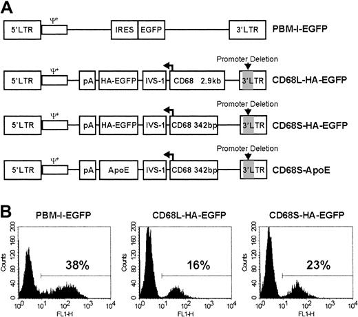 Fig. 1. Design and in vitro testing of macrophage-specific retroviral vectors. / (A) Schematic representation of RVs used in this study. All RVs contain LTRs and packaging signals (ψ+) derived from the Moloney murine leukemia virus. PBM-I-EGFP is a standard, non–cell type–specific RV in which expression is driven by the viral 5′ LTR.23 This vector contains an internal ribosomal entry site (IRES) in addition to the cDNA encoding EGFP. The other RVs have a deletion of essential promoter and enhancer elements (indicated by gray shading) in the 3′ LTR, making them self-inactivating (SIN). In these vectors, gene expression is solely driven by a promoter containing either 2.9 kb (CD68L) or 342 bp (CD68S) of sequence 5′ to the ATG initiation codon of the CD68 gene, in addition to the CD68 first intron (IVS-1). The direction of transcription, indicated by the bent arrow, is opposite that of the viral 5′ LTR. In addition to cDNAs encoding either an HA epitope–tagged version of EGFP or ApoE, the RVs contain a bovine growth hormone polyadenylation signal (pA) to terminate RNA transcription. All of the RVs are in plasmids that contain expression cassettes for the puromycin resistance gene and the Epstein-Barr virus nuclear antigen (EBNA) in addition to the EBNA origin of replication (not shown). This allows selection of packaging cell lines with episomal copies of the plasmid.25 (B) Bone marrow–derived mφs (BMDMs) were transduced with each of the different retroviral constructs, and EGFP expression was analyzed by fluorescence-activated cell sorter (FACS). The percentage of EGFP+ cells was determined using a gate set to exclude nontransduced control cells. Data are from a single experiment performed in duplicate and are representative of 3 similar experiments.
