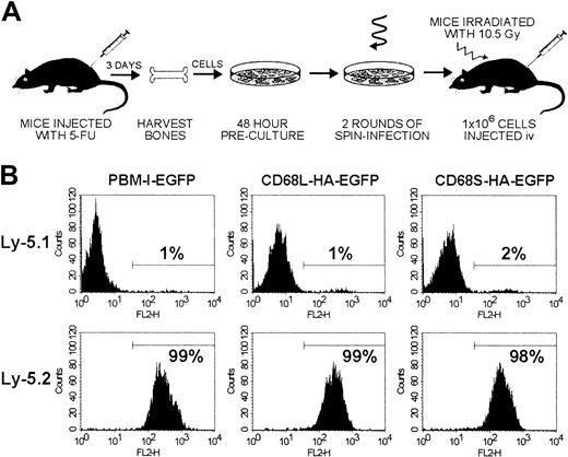 Fig. 2. Experimental procedure and measurements of chimerism. / (A) Schematic representation of the HSC transplantation protocol. Bone marrow cells were isolated from donor mice injected 3 days previously with 5-fluorouracil (5-FU) and were cultured for 48 hours in medium containing stem-cell factor, IL-3, and IL-6 to stimulate proliferation of HSCs. Cells were subsequently transduced for 48 hours, using ecotropic retroviral supernatants and culture dishes coated with fibronectin. The transduction procedure incorporated replacement of the retroviral supernatant after 24 hours and 2 rounds of centrifugation for 2 hours to increase the effective viral titer. After transduction, cells were harvested and injected intravenously into recipient mice that had been lethally irradiated (10.5 Gy) 24 hours previously. (B) Levels of chimerism were measured by FACS analysis of thioglycollate-elicited cells from Ly-5.1 recipient mice that had received transplants of Ly-5.2 HSCs. Cells were stained with biotinylated antibodies recognizing Ly-5.1 or Ly-5.2 and PE-conjugated streptavidin. The percentage of PE-positive cells was determined by use of a gate set to exclude unstained control cells. Data for each RV are from a single mouse but are representative of results from 5 other mice.