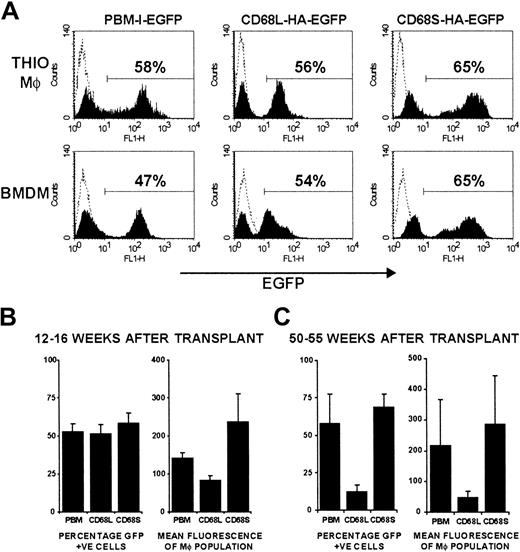 Fig. 3. CD68S-based retroviral vectors generate long-lasting gene expression in vivo. / (A) FACS analysis of EGFP expression by thioglycollate-elicited and bone marrow–derived macrophages from a single mouse. Macrophages in thioglycollate-elicited peritoneal cells were gated on the basis of forward- and side-scatter properties. The percentage of EGFP+ cells was determined by use of a gate set to exclude control cells from mice that had not received transplants (dotted line). The plots are representative of data from at least 5 mice per retroviral construct. (B-C) Analysis of the percentage of EGFP+ cells and the mean fluorescence intensity of thioglycollate-elicited macrophages from mice killed either 12 to 16 weeks (B) or 50 to 55 weeks (C) after HSC transplantation. Graphs represent mean ± SEM from groups of 5 (12-16 weeks) or 4 (50-55 weeks) mice per retroviral construct.