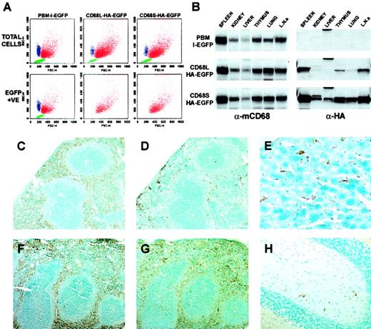 Fig. 4. CD68-based retroviral vectors generate expression specifically in mφs in vivo. / (A) Peritoneal cells elicited 4 days after injection with thioglycollate were analyzed by FACS. Three distinct cellular populations could be distinguished on the basis of forward- and side-scatter properties: neutrophils (blue), macrophages (red), and lymphocytes (green). These designations were confirmed by staining with cell type–specific antibodies (data not shown). By using a gate for EGFP-positive cells, which was established using samples from mice that had not received transplants, the cell-type specificity of EGFP expression could be established. The data are from cells isolated from a single mouse and are representative of data from 10 mice per retroviral construct. (B) Immunoblot analysis of tissue lysates (50 μg total protein per lane) from mice that had received HSC transplants (16 weeks after transplantation), using antibodies recognizing macrosialin (α-mCD68) or HA epitope–tagged EGFP (α-HA). Blots are from identical exposures to allow comparisons of the relative levels of HA-EGFP expression. Data are from a single mouse per retroviral construct, and are representative of results from 2 similar mice. L.N.s indicate lymph nodes. (C-H) Immunohistochemical staining of tissues from mice that had received transplants of HSCs transduced with CD68S–HA-EGFP retrovirus. Tissue sections from mice killed 16 weeks (C-D) or 55 weeks (E-H) after transplantation were stained with antibodies recognizing F4/80 (C,F) or HA-EGFP (D-E, G-H). Serial sections of spleen (C-D, F-G) show expression of HA-EGFP predominantly in the macrophages of the red pulp, a pattern that is identical to that of the F4/80 antigen. The differences in the extent of HA-EGFP staining between tissues taken at 16 weeks and at 55 weeks after transplantation represent the relatively slow kinetics of repopulation of the spleen with macrophages of donor HSC origin. Staining of sections of liver (E) and brain (H) reveal expression of HA-EGFP in Küpffer cells and microglia, respectively. Sections stained with species-matched antibody controls showed no specific staining pattern. Original magnifications: × 10, C-D, F-G; × 40, E-H.