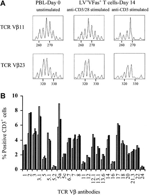 Fig. 5. The TCR repertoire is maintained in cultures of transduced and immunomagnetic-selected LV'VFas-modified T cells. / (A) Spectratype profile for TCR Vβ11 and TCR Vβ23 from a single individual in response to stimulation to different activation methods. Multiplex PCR analysis of TCR Vβ gene usage in freshly isolated human PBLs and LV'VFas+ T cells cultured for 14 days was performed as described in “Materials and methods.” The profiles are of PBLs before and of LV'VFas+ T cells after stimulation with anti-CD3 and anti-CD28, or anti-CD3 alone. The horizontal axis denotes the length in base pairs. The data are representative of 2 separate experiments performed for comparison. (B) Representative flow cytometric analysis of the TCR Vβ gene usage in PBLs (▧) and unmodified T cells (■), or LV'VFas-transduced T cells either unselected (■) or ΔLNGFR-enriched (▪). Cells were stained with a panel of 24 human anti–TCR Vβ and anti-CD3 mAbs and evaluated by flow cytometry. The percentage of CD3+ cells positive for the individual TCR Vβ mAbs are as indicated.