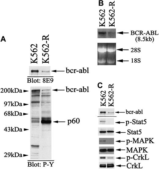 Fig. 2. BCR-ABL expression, tyrosine phosphorylation, and signaling in K562 and K562-R cells. / (A) BCR-ABL and protein tyrosine phosphorylation levels were analyzed by immunoblotting equal protein (30 μg) cell lysates. For analysis of BCR-ABL protein expression (top), cell lysates (300 μg) were immunoprecipitated with anti-bcr (2 μg) prior to immunoblotting with anti-abl8E9. Relative migration of protein standards is shown at left. The most notable distinction between cell lines was expression of a 60-kDa tyrosine phosphoprotein (p60). (B) Northern blot analysis of BCR-ABL mRNA expression in K562 and K562-R cells. Total RNA (20 μg) from K562 and K562-R cells was blotted with a 1.3-kb BCR-ABL probe as described in “Materials and methods.” The extent of hybridization with probe is shown (top), and the migration of 28S and 18S RNA is shown at the bottom. (C) 30 μg protein from K562 and K562-R cells were immunoblotted with anti-abl (top), phosphoStat5 (p-Stat5), Stat5, phosphoMAPK (p-MAPK), or MAPK. CrkL phosphorylation (p-CrkL) was determined by immunoprecipitation from cell lysates (300 μg) and blotting with antiphosphotyrosine (4G10; Upstate Biotechnology Institute). CrkL levels were determined by stripping the membrane and reprobing with anti-CrkL.
