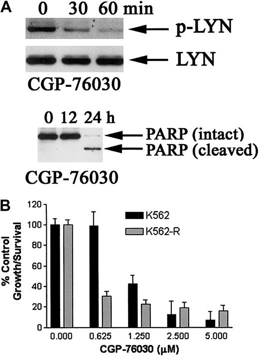 Fig. 8. Effect of src kinase inhibitor on K562 and K562-R cell survival, PARP cleavage, and LYN phosphorylation. / (A) K562-R cells were incubated with 1 μM CGP-76030 for 30 and 60 minutes (top) or longer intervals (12-24 hours, bottom), and equal protein (30 μg) cell lysates were analyzed for changes in LYN phosphorylation (top) or PARP cleavage (bottom). The blot was stripped (as previously described in Donato et al19) and reprobed with anti-LYN. (B) K562 and K562-R cells were incubated with the indicated concentration of CGP-76030 for 48 hours in a 96-well plate before cell survival was estimated by MTT assay. Each data point represents the average ± SEM of 4 determinations. Untreated (control) cell survival was set at 100%.