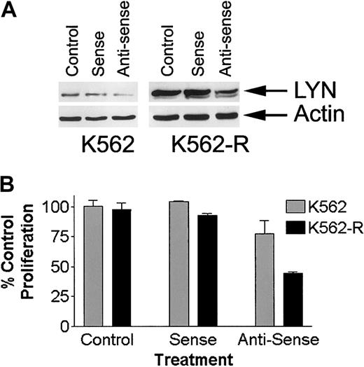 Fig. 9. Effect of oligonucleotides on LYN expression and growth of K562 and K562-R cells. / (A) K562 and K562-R cells were incubated with sense of antisense oligonucleotides as described in “Materials and methods.” After 72 hours, cells were collected and washed, and LYN expression was determined by immunoblotting equal protein aliquots. Actin was probed on the same membrane to determine protein equivalence for each sample. (B) K562 or K562-R cells were incubated with media alone (control) or with sense or antisense oligonucleotides (72 hours total) before cell growth was estimated by MTT assay. Each data point represents the average ± SEM of 3 determinations. Untreated (control) cell survival was set at 100%.