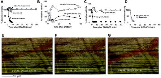 Fig. 1. TNF-α stimulation followed by anti–Ly-6G antibody induces microvascular arrest and coagulation in the mouse cremaster muscle. / (A) Change in venular center-line blood flow velocity induced by RB6-8C5 mAb in unstimulated (⋄) and TNF-α–stimulated (▴) mice and by control IgG (░) in TNF-α–stimulated mice. Data are shown as means ± SEMs of 6 venules from 6 mice. (B) Change in venular center-line blood flow velocity induced by mAb 1A8 (○) against Ly-6G and by Fab (■) and F(ab′)2 (♦) fragments of antibody RB6-8C5. Data shown are representative of 3 or 4 mice per treatment. (C) Effect of RB6-8C5 in mice treated for 4 hours with 100 ng (●) or 20 ng (⋄) TNF-α. Data shown are representative of 3 or 4 mice per treatment. (D) Effect of RB6-8C5 in C3H/HeJOlaHsd-LPSd(LPS-resistant) mice stimulated for 4 hours with TNF-α (500 ng, intrascrotal injection). Data are shown as means ± SEMs of 6 venules from 6 mice. (E) Appearance of a typical venule 4 hours after TNF-α. The same vessel 2 to 3 minutes after RB6-8C5 (F) and 5 minutes after RB6-8C5 (G). The scale bar below panel E measures 50 μm and applies to all three images. A time-lapse movie (Video 1) of panels E to G is included with the online version of the manuscript.