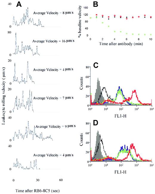 Fig. 5. RB6-8C5 activation of leukocytes/neutrophils in vivo but not in vitro. / (A) Positional changes of rolling leukocytes were determined every 40 video frames commencing at the time of RB6-8C5 application and continuing for 1 minute. Velocity = 0 indicates arrest of the cells. (B) Changes in blood flow induced by control treatments. Black diamonds represent mice receiving anti–L-selectin mAb (Mel-14) in place of RB6-8C5; red squares represent mice receiving anti–PSGL-1 mAb 2PH1 in place of RB6-8C5. Green circles represent mice receiving anti–Fcγ receptor II/III antibody 100 μg intravenously) followed 5 minutes later by RB6-8C5. Data are shown as means ± SEMs of 4 to 6 mice per group. (C-D) Effect of RB6-8C5 on CD11b expression of neutrophils from saline (C) and TNF-α–stimulated (D) mice. Filled histogram indicates autofluorescence, black line, isotype control for CD11b mAb; blue line, basal CD11b expression; green line, CD11b expression after RB6-8C5 treatment; red line, CD11b expression after PMA (positive control) treatment. Figures are representative of data obtained in 3 separate experiments.