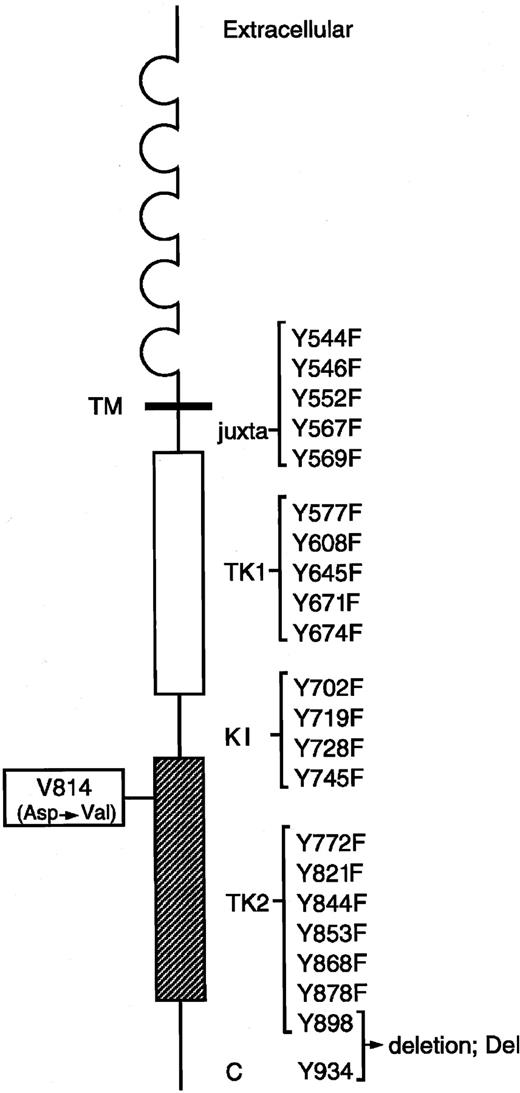Fig. 1. Construction of Tyr→Phe–substituted KITVal814 and C-terminal–deleted KITVal814. / Murine KIT contains 22 tyrosine residues in the cytoplasmic domain. Each Tyr residue at codons 544, 546, 552, 567, 569, 577, 608, 645, 671, 674, 702, 719, 728, 745, 772, 821, 844, 853, 868, and 878 of KIT Val814 was changed to Phe using the site-directed mutagenesis technique, and the C terminal region (70 amino acids) containing 2 Tyr residues at codons 898 and 934 was deleted from KITVal814 by the introduction of a stop codon. Locations of juxtamembrane domain (juxta), 2 tyrosine kinase domains (TK1, ATP-binding region; TK2, phosphotransferase region), kinase insert (KI), C terminal region (C), and each Tyr residue in the cytoplasmic domain are indicated. Y represents tyrosine (Tyr); F, phenylalanine (Phe).