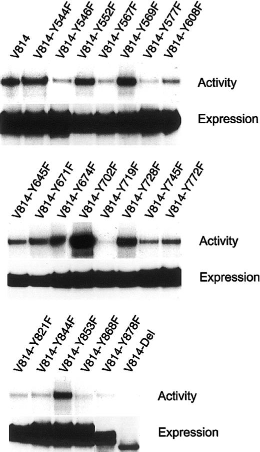 Fig. 2. Activation of various Val814 mutants with substitutions of Tyr→Phe and deletion of C-terminus (Del). / Various Val814 mutants were immunoprecipitated with an ACK2 mAb from the lysates of transfected 293T cells and were subjected to the immune complex kinase assay (upper lanes) and immunoblotting with a rabbit polyclonal Ab against the whole murine KIT (lower lanes). Not all samples were stimulated with rmSCF. Similar results were obtained from 3 independent experiments. Y represents tyrosine (Tyr); F, phenylalanine (Phe).