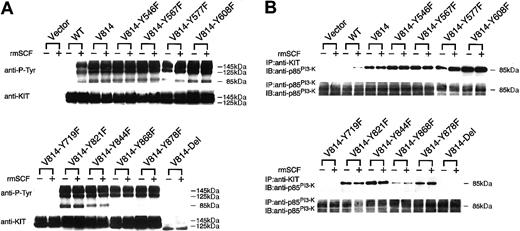 Fig. 4. Tyrosine phosphorylation of KIT and the association of p85PI3-K with KIT in Ba/F3 cells stably expressing various Val814 mutants. / (A) KIT was immunoprecipitated with ACK2 mAb from lysates of the indicated cells before and after stimulation with rmSCF (100 ng/mL) for 10 minutes at 37°C. Immunoprecipitates were divided into 2 aliquots, separated by SDS-PAGE, and subjected to immunoblotting with antiphosphotyrosine mAb (α–P-Tyr, top panel) or with a rabbit polyclonal antibody against the whole murine KIT (α–c-kit, bottom panel). Mobilities of the mature (145 kDa) and immature (125 kDa) forms of KIT are indicated at the right. (B) KIT or p85PI3-K was immunoprecipitated with ACK2 mAb (top panel) or a rabbit polyclonal antibody against N-terminal SH2 domain of p85PI3-K(α-p85PI3-K, bottom panel) from the same lysates described in the legend to Figure 4A. Immunoprecipitates were separated and subjected to immunoblotting with α-p85PI3-K. The position of p85PI3-K is indicated at the right. In all experiments represented by Figure4, cells transfected with pEF-BOS vector alone (Vector) were used as a negative control. Similar results were obtained from 3 independent experiments. Y represents tyrosine (Tyr); F, phenylalanine (Phe).
