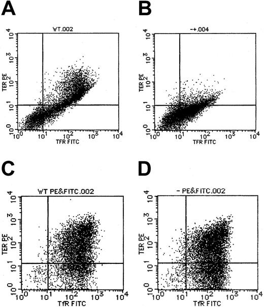 Fig. 5. Expression of TER119 and transferrin receptor in ES-derived erythroblasts. / Flow cytometry for TER119 and transferrin receptor expression was described in “Materials and methods.” (A) The wild-type primitive erythroblasts. (B) Alas2-null primitive erythroblasts. (C) The wild-type definitive erythroblasts. (D) Alas2-null definitive erythroblasts. TER119 expression is shown on the ordinate (y-axis), while transferrin receptor expression is shown on the abscissa (x-axis).
