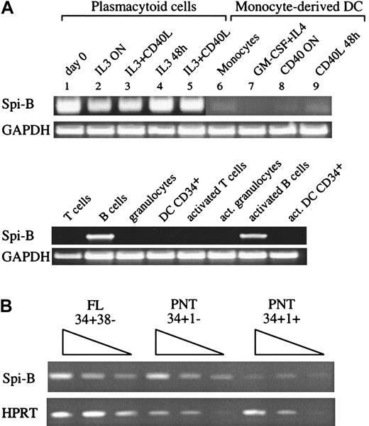 Fig. 1. Expression of Spi-B in hematopoietic cells. / (A) A 35-cycle RT-PCR for Spi-B expression was performed on DC2 (lines 1-5), freshly isolated (line 1), after IL-3 activation (for 12 hours, line 2; for 48 hours, line 4), and after IL-3 and CD40L activation, (for 12 hours, line 3; 48 hours, line 5). Monocytes (line 6), Mo-DCs (line 7), and CD40-activated DC1 (overnight, line 8; 48 hours, line 9).