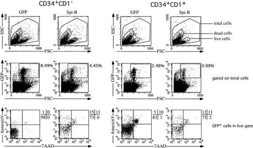 Fig. 7. Effect of Spi-B on cell survival. / Spi-B– or control-transduced CD34+CD1− and CD34+CD1+ postnatal thymocytes were cultured in the presence of SCF and IL-7. In this cytokine combination most cells generated from both CD34+ populations express CD4 and CD8α, indicating that the cytokines induce committed T-cell precursors in this culture period.52 After 7 days, the percentage of apoptotic cells was determined by FACS analysis on annexin V and 7-AAD.
