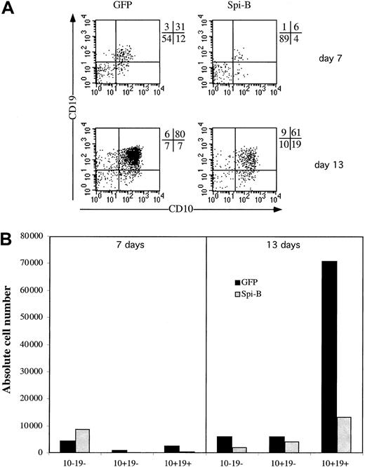 Fig. 8. Effect of Spi-B on B-cell development. / CD34+CD38− fetal liver cells were transduced and put into coculture at 50 000 cells with 30 000 MS-5 cells. (A) B-cell development was determined by the expression of the markers CD10 and CD19 at 7 and 13 days of culture. (B) The absolute numbers of output cells of each subpopulation per 1000 input progenitor cells calculated as indicated in the legend to Figure 4B.
