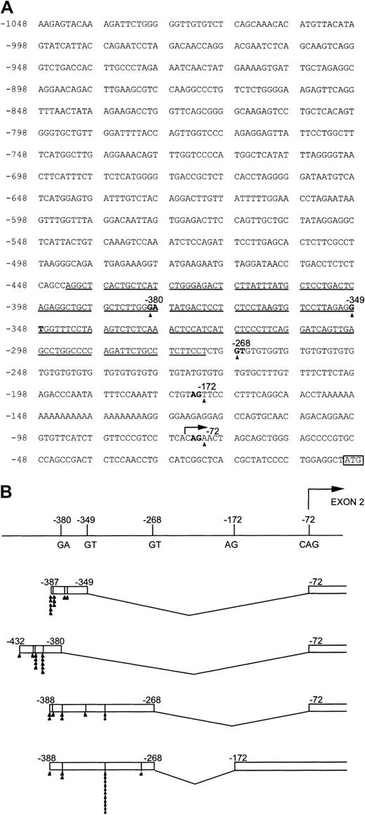 Fig. 1. DNA sequence of the upstream elements of the mouse c-fms gene encompassing exon 1. / Panel A shows 1 kb of the 5′ upstream sequence before the translational start site “ATG” (boxed) within exon 2. The arrow at “−72” indicates the beginning of exon 2. The arrowheads indicate the 3′ boundaries of exon 1. Boldfaced letters specify the splicing donor and acceptor sites. The sequence of exon 1 probe used for analysis in Figure 2 is underlined. (B) The splicing variants of exon 1. The number of arrowheads at each location represents the number of appearances of different exon 1 start sites from the sum of both the 5′RACE and e14 placental library screening experiments. GA and GT are splicing donor sites while AG and CAG are splice acceptors. The arrow shows the beginning of exon 2.