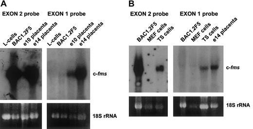 Fig. 2. Differential expression of murine exon 1 in trophoblast cells. / (A) Exon 1 is expressed only in mouse placenta. This panel shows 20 μg total RNA from L cells, a fibroblast cell line which does not express the fms gene, c-fms–positive macrophage cell line BAC1.2F5 cells, and e10 and e14 mouse placental RNA, probed with either an exon 2 or an exon 1 probe. (B) Exon 1 is expressed in trophoblastic cells. BAC1.2F5, mouse embryo fibroblasts (MEFs), trophoblastic stem cells (TSs), or e14 placentae were probed with exon 1 or exon 2 probes. In each panel the ethidium-bromide staining of 18S rRNA was used to monitor the loading of the RNAs.