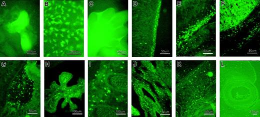 Fig. 4. Expression of EGFP during embryonic development. / (A) In 7.2fms-EGFP TG mice, other than those of macrophage lineage, EGFP is also expressed in trophoblast cells. This panel shows the EGFP expression in cultured trophoblastic giant cells derived from the e6.5 ectoplacental cone. (B) Numerous EGFP+ stellate cells were observed in the yolk sac at e9.5. (C) EGFP+ cells were observed by whole-mount visualization in the interdigital region of the developing footplate of an e12 to e13 embryo. (D) Sagittal section of an e13.5 embryo showing numerous EGFP+ cells in the epidermal layer of the dorsal part of the embryo. (E) Numerous EGFP+ cells were observed in the mesenchymal area beneath the chest. (F) The liver and its surrounding area were occupied by a large number of EGFP+ cells. EGFP+ cells also present in the brain, especially in the pons-midbrain junction (G) and choroid plexus (H). (I) Section trough somites shows the presence of EGFP+ cells around the developing vertebrae. (J) Lung also contains EGFP+cells. (K) EGFP+ cells present in the intrinsic muscle of the tongue. (L) Few EGFP+ cells were observed in the developing eye.