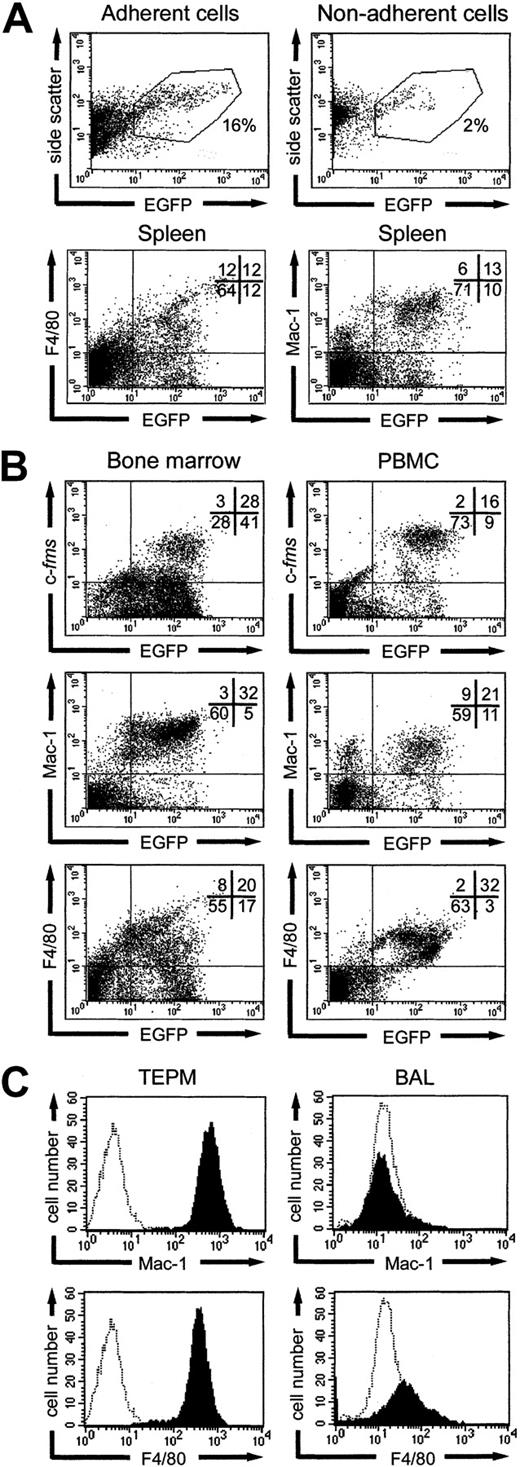 Fig. 5. FACS analysis of spleen, bone marrow, peripheral blood mononuclear cells (PBMCs), peritoneal macrophages (TEPMs) and bronchoalveolar lavage (BAL) cells of the 7.2. / fms-EGFP TG mice. (A) In the spleen, EGFP is expressed mainly on adherent cells. Mechanically disaggregated spleen cells were grown overnight in TC dishes, and adherent and nonadherent cells were subjected to FACS analysis (top panels). Splenocytes were also stained with anti–F4/80 and anti–Mac-1 antibodies as described in “Materials and methods” (bottom panels). (B) Coexpression of EGFP and cell-surface markers examined by dual-color FACS analysis in bone marrow and PBMCs. For CSF-1R staining, cells were incubated with rat anti–mouse c-fms antibody, and stained with PE-conjugated goat anti–rat F(ab′)2. Other markers used were PE-conjugated anti–Mac-1 and anti–F4/80 antibodies. Quadrants were set based on the profiles from non-TG littermate controls. (C). Mac-1 and F4/80 staining of peritoneal macrophages and bronchoalveolar lavage cells. Cells were stained with anti–Mac-1 and anti–F4/80 antibodies. EGFP+ cells were gated and presented as black histograms. Dotted histograms represent isotype control staining. All data are representative of 3 separate analyses.