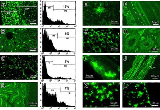 Fig. 6. Expression of EGFP in adult tissues examined by fluorescence microscopy. / Adult tissues were fixed on 4% paraformaldehyde, incubated overnight in 18% sucrose, embedded in optimal cutting temperature (OCT) media and frozen sectioned. (A) Left, splenic macrophages expressing EGFP. These cells are located mainly in the red pulp of the spleen. RP indicates red pulp; WP, white pulp. Right, FACS analysis of enzymatically digested spleen revealed about 18% of cells expressing EGFP. (B) In the liver, EGFP is expressed in the Kuppfer cells (left). These EGFP+ cells constituted about 8% of the cell population, as shown in the FACS profile of the liver (right). (C) Expression of EGFP in the alveolar and interstitial lung macrophages, which composed about 8% of the whole cell population. (D) Abundant EGFP+ cells were observed in the lamina propria of the small intestine and constituted about 7% of the whole cell population. EGFP+ cell gates (M2) in the FACS profiles were made based on the nontransgenic littermate control profiles. (E) Brain macrophages (microglia) expressed EGFP. (F) Examination of the cross section of the eye revealed the expression of EGFP in microglia (arrow) in the retina. Renal interstitial macrophages (G) are EGFP-positive, as are macrophages that reside in the interstitium of testis (H). (I) Bone-resorptive osteoclasts expressed EGFP. (J) A cross-section of the ear revealed the expression of EGFP in Langerhans cells (arrow) and epidermal macrophages. (K) EGFP expression in Langerhans cells in the epidermal sheet of the ear. (L) Thymic macrophages shown to express EGFP.