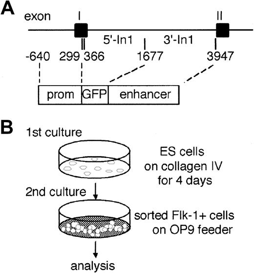 Fig. 1. Outlines of experimental procedure. / (A) Partial structure of the murine Flk-1 locus and a reporter gene construct. The GFP gene is flanked by aFlk-1 promoter fragment (prom) spanning bp −640 to bp +299 and an enhancer sequence between bp +1677 and bp +3947 in the first intron. (B) For induction of differentiation in vitro, undifferentiated ES cells were transferred to a type IV collagen–coated plate and incubated for 4 days in the absence of LIF. Cultured cells were harvested and analyzed for expression of GFP and Flk-1 by flow cytometry. The Flk-1+ cells were sorted for secondary culture on OP9 stromal cells. These cells were recovered after 1 to 5 days and analyzed for expression of GFP, VE-cadherin, CD45, and TER119 or for hemangiogenic ability.