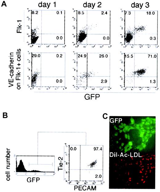 Fig. 3. Endothelial nature of cells expressing GFP driven by theFlk-1 promoter/enhancer. / (A) Sorted Flk-1+ cells derived from ES cells were cultured on OP9 stromal cells and analyzed for the expression of GFP and Flk-1 on wild-type cells (top row) or analyzed for the expressions of GFP and VE cadherin on Flk-1+ cells (bottom row) from day 1 to day 3. (B) After a 3-day culturing of the sorted Flk-1+ cells, Tie-2 and PECAM-1 expression in GFP+ cells were analyzed by flow cytometry. All the GFP+ cells express Tie-2 and PECAM-1. (C) Incorporation of DiI-labeled acetylated LDL (red) by GFP+ cells (green) was examined by fluorescent microscopy on day 3 of Flk-1+ cell culture on OP9 cells. Original magnification ×200. The results shown are representative of 3 independent experiments.
