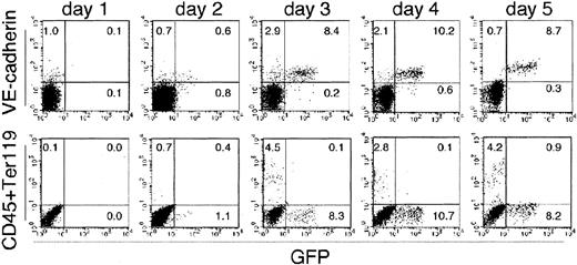 Fig. 4. Expression of hematopoietic markers and that of GFP were reciprocally exclusive. / Sorted Flk-1+ cells derived from ES cells were cultured on an OP9 stromal cell layer and analyzed for the expression of hematopoietic markers (CD45 and Ter119; bottom row), an endothelial marker (VE cadherin; top row), and GFP for 5 days. The results shown are representative of 3 independent experiments.