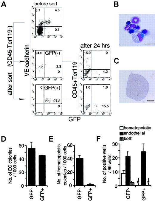 Fig. 5. Hemogenic ability of GFP− or GFP+ endothelial cells. / (A) GFP− or GFP+ endothelial cells (VE cadherin+, CD45−, and Ter119−) were harvested from 2.5-day culture of sorted Flk-1+ cells and cultured on OP9 cells. Then the expression of hematopoietic markers and GFP were analyzed by flow cytometry 24 hours later. The result shown is a representative of 3 independent experiments. (B) May-Grünwald-Giemsa staining of hematopoietic cells formed in the culture of GFP− endothelial cells. Erythroblasts, monocytes, macrophages, and polymorphonuclear cells were observed. The scale bar represents 10 μm. (C) Morphology of a PECAM-1+colony generated from either GFP− or GFP+endothelial cells. The scale bar represents 200 μm. (D) Frequency of cells capable of formation of endothelial colony in the indicated fractions. Error bars indicate standard deviations for 3 independent determinations. (E) Frequency of hematopoietic colony-forming cells in the indicated fractions. Error bars indicate standard deviations for 3 independent determinations. (F) Incidence of hematopoietic and endothelial cell differentiation from single GFP− or GFP+ endothelial cells (VE cadherin+, CD45−, and Ter119−) on OP9 stromal cell layer in the presence of SCF, IL-3, Epo, and G-CSF. Arrows indicate that no colony-forming cell was detected. Error bars indicate standard deviations for 3 independent determinations.