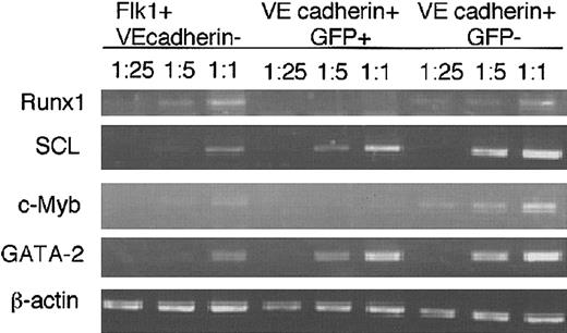 Fig. 6. mRNA expression of transcription factors. / Flk-1+ VE cadherin− cells, GFP−VE cadherin+ CD45−Ter119− cells, and GFP+ VE cadherin+CD45−Ter119− cells were induced in vitro from ES cell-derived Flk-1+ cells for 2.5 days, and different dilutions of cDNA prepared from sorted cells were subjected to PCR amplification using primers specific for Runx1, SCL, c-Myb, GATA-2, and β-actin. PCR products were separated on 1% agarose gel and stained with ethidium bromide. The results shown are representative of 3 independent experiments.
