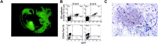 Fig. 7. Activity of the Flk-1 promoter/enhancer in vivo. / (A) Direct fluorescent image of a 10-dpc mouse embryo transgenic for a reporter gene construct in which the GFPgene is under the control of the Flk-1 promoter/enhancer. (B) Expression of VE cadherin (top row) and GFP in CD45−, Ter119− (bottom row), and GFP and hematopoietic markers in cells dissociated from 10.5- and 12.5-dpc transgenic mouse embryos. The result shown is a representative of 3 independent experiments for 3 independent clones. (C) Morphology of hematopoietic and PECAM+ endothelial colonies generated from either GFP− endothelial cells obtained from 10.5-dpc transgenic embryos. Original magnification ×100.
