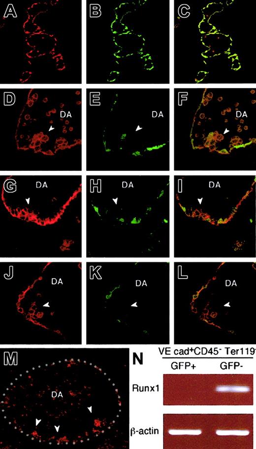 Fig. 8. Localization of GFP− and GFP+endothelial cells in mouse embryos. / E10.5 transgenic embryos were stained with anti-GFP (green) and anti–PECAM-1 (red) antibodies. Nearly all the PECAM-1+endothelial cells express GFP, and, in addition, there were PECAM-1+ round cells circulating within the vessels, but they were negative for GFP (A-C). (D-L) GFP−endothelial cells (arrowheads) were found integrated in the endothelium at the ventral wall of the dorsal aorta, where hematopoietic clusters were formed, whereas the rest of the ECs were GFP+. (M-N) expressions of the transcripts for Runx1 were shown by using in situ hybridization (M) or RT-PCR (N). In situ hybridization was performed as described in “Materials and methods,” and red dots indicate the expression of Runx1. The sense probe did not give any signal (data not shown). White-dotted line indicates the outlines of dorsal aorta (M). (N) GFP− VE cadherin+CD45−Ter119− cells and GFP+ VE cadherin+ CD45−Ter119− cells were sorted from 10.5-dpc transgenic embryos and subjected to RT-PCR using primers specific for Runx1. PCR products were separated on 1% agarose gel and stained with ethidium bromide. The result shown is representative of 3 independent experiments. DA, dorsal aorta.