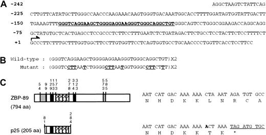 Fig. 1. Cloning of ZBP-89. / (A) Nucleotide sequence of the proximal human CD11bpromoter. The major transcription initiation site (arrow) is numbered +1. The GC-rich region is in bold and underlined. (B) Nucleotide sequence of GC (wild-type) and GCm (mutant) oligonucleotides (sense strand). Mutations are indicated in bold underlined letters. (C) Schematic of the primary structure of human ZBP-89 and p25 (see text for details). The vertical numbers indicate the amino acid numbers. The acidic domain is shown as a shaded bar; 2 basic domains as solid bars; 4 zinc finger domains as hatched bars, and a PEST sequence as a dotted bar. A single nucleotide insertion in p25 results in an in-frame premature termination codon after amino acid 284 of ZBP-89.