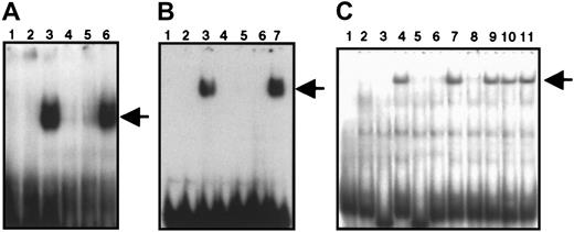 Fig. 2. EMSAs showing the DNA-binding activity of recombinant GST-Z, GST-ZBP-89, and endogenous ZBP-89. / (A) Lane 1, radiolabeled GC oligonucleotide alone; lanes 2 and 3, labeled GC in the presence of GST or GST-Z, respectively. In panels A-C, the arrow indicates the position of the complex. This complex was competed with the unlabeled GC oligonucleotide (lane 4) or oligonucleotide htβ (lane 5). Lane 6 shows the lack of competition by a consensus Sp1 oligonucleotide. (B) Lane 1, radiolabeled GC alone; lanes 2 and 3, labeled GC in the presence of GST or GST-ZBP-89 fusion protein, respectively. The resulting complex was competed with unlabeled GC (lane 4) or with htβ (lane 5); lanes 6 and 7 show the effect of anti–ZBP-89 antibody (lane 6) and preimmune serum (lane 7), respectively, on the ZBP-89 complex. (C) Lane 1, radiolabeled GC alone. In lanes 2 and 3, binding reactions containing uninduced U937 nuclear extract. Lanes 4 to 11 show binding reactions containing PMA-induced U937 nuclear extract. ZBP-89 binding to DNA (lane 4) was competed with a 250-fold molar excess of unlabeled GC (lanes 3 and 5) or htβ (lanes 4 and 6). A consensus Oct-1 oligonucleotide (lane 7) and a consensus Sp1 oligonucleotide were ineffective (lane 10) in competition. Lanes 8, 9, and 11 represent binding reactions preincubated with anti–ZBP-89 antibody (lane 8), preimmune sera (lane 9), and anti-Sp1 antibody (lane 11), respectively.
