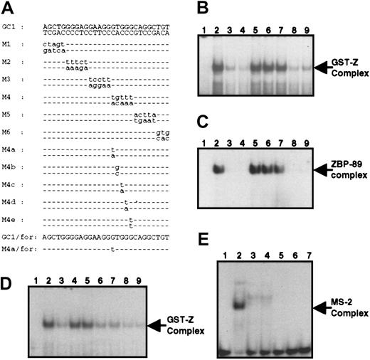 Fig. 3. Characterization of the ZBP-89–binding site within theCD11b gene. / (A) Sequence of the double- or single-stranded oligonucleotides used in EMSA are shown. Mutations incorporated into the GC1 oligonucleotide are shown in lowercase letters, whereas wild-type nucleotides are represented by dashed lines. (B) Lane 1, radiolabeled GC1; lanes 2 to 9, binding reaction with GST-Z before (lane 2) or after competing with the following oligonucleotides: unlabeled GC1 (lane 3), M1 (lane 4), M2 (lane 5), M3 (lane 6), M4 (lane 7), M5 (lane 8), M6 (lane 9). (C) Same as in panel B except that GST-ZBP-89 was used instead of GST-Z. (D) Competition analysis of GC1 binding to GST-Z using mutant oligonucleotides. Lane 1, radiolabeled GC1 alone. Lane 2, binding of GC1 to GST-Z. Competition by the M4b-e oligonucleotides (lanes 6, 7, 8, and 9) was approximately equivalent to that of GC1 (lane 3), whereas competition by M4 (lane 4) and M4a (lane 5) was minimal. (E) Binding of the purine-rich single-stranded GC1/for oligonucleotide to MS-2. Lane 1, radiolabeled GC1/for single-stranded oligonucleotide alone; lane 2, the MS-2 complex produced by mixing the labeled GC1/for oligonucleotide with nuclear extract from U937 cells treated with PMA for 24 hours; lanes 3 and 4, competition in the presence of unlabeled GC1/for (lane 3) or M4a/for (lane 4). Lanes 5 to 7, lack of binding of recombinant GST-ZBP-89 to radiolabeled GC1/for in the absence (lane 5) or presence of unlabeled GC1/for (lane 6) or unlabeled M4a/for (lane 7).